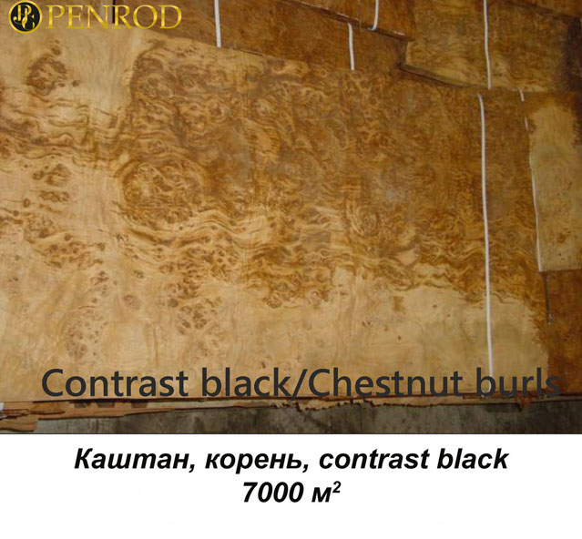 каштан корень